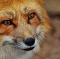 Sobrenomes italianos inspirados em animais