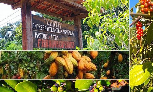 Cacau é cultivado no sul da Bahia por empresa com capital italiano