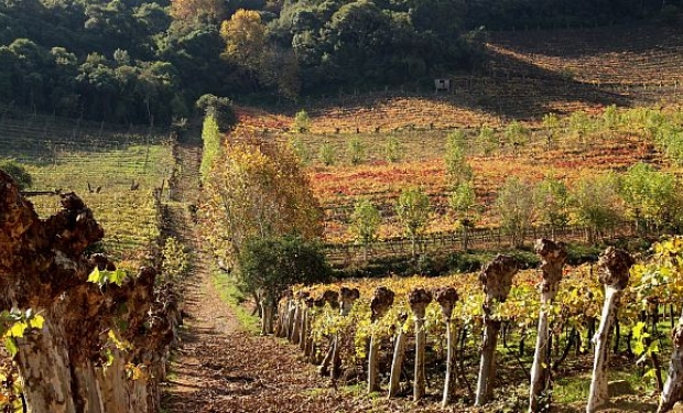 Garibaldi na Serra Gaúcha anuncia o Outono das Cores 2018