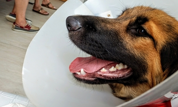 Microchip em cães na Itália é obrigatório: veja como funciona