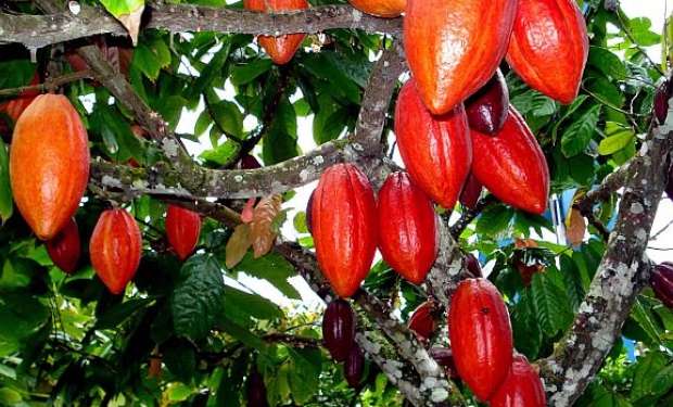 Cacau da Fazenda EMATA rumo ao destaque nacional