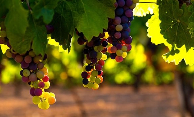 10 tipos de uvas utilizadas na produção de vinhos