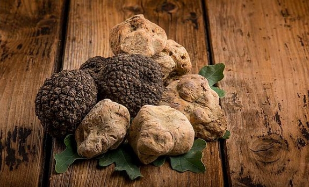 O tartufo marchigiano, características e curiosidades