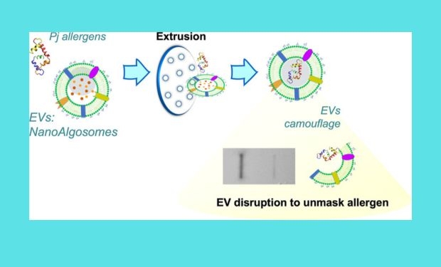 Novas armas contra as alergias: uma biotecnologia para esconder os alérgenos